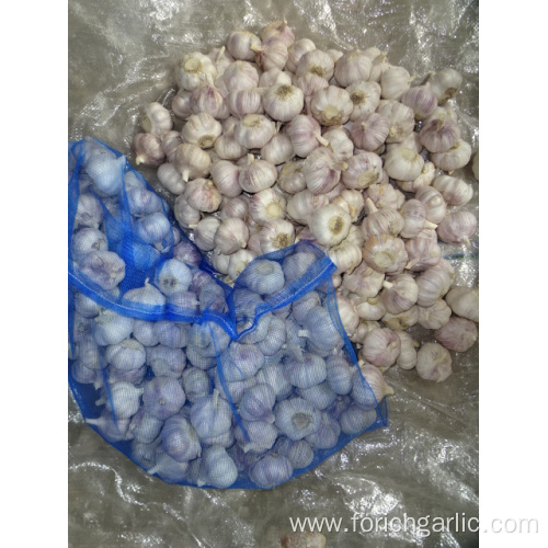 Best Quality Normal Garlic Crop 2019